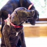 SONY DSC